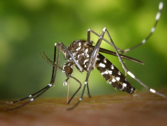 6 Effective Home Remedies for Mosquito Bites