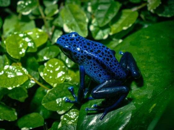 5 Fun Frog Facts - Froggy Fascination